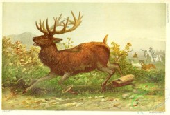 mammals-07587 - Red Deer