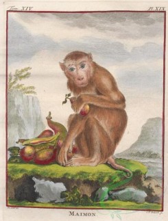 mammals-08085 - 013-Apes