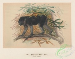 mammals-08329 - Ashy-black Ape, macacus ocreatus