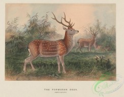 mammals-08335 - Formosan Deer, cervus taivanus