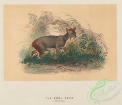 mammals-08341 - Pudu Deer, cervus humilis