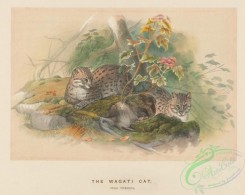 mammals-08348 - Wagati Cat, felis viverrina