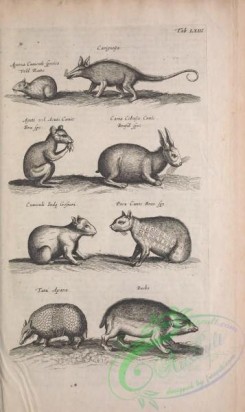 mammals_bw-00286 - 063-Hare, Rabbit, Armadillo