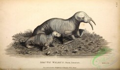mammals_bw-00391 - 067-Arctic Walrus