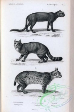 mammals_bw-00423 - 031-felis jaguarondi, felis silvestris catus, felis catus, Canada Lynx, felis lynx