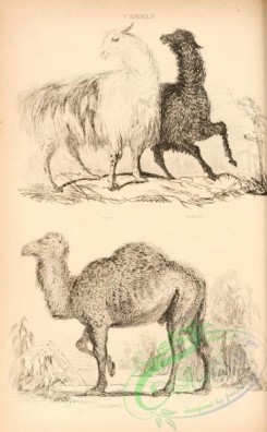 mammals_bw-00593 - 012-Alpaca Camel, Black Lama, Arabian Camel