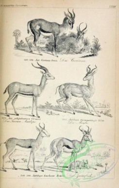 mammals_bw-00811 - 037-antilope corinna, gazella subgutturosa, antilope subgutturosa, antilope soemmeringii, antilope euchore