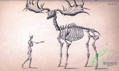 mammals_bw-00924 - 001-Fossil Elk
