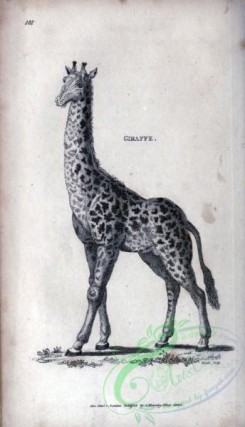 mammals_bw-01045 - 013-Giraffe
