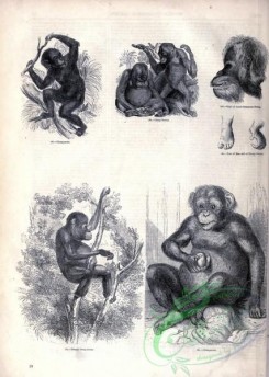 mammals_bw-01167 - 013-Chimpanzee, Orang-outang