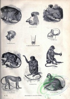 mammals_bw-01170 - 016-Temminck's Colobus, Entellus, Black-crested Monkey, White-thighed Colobus