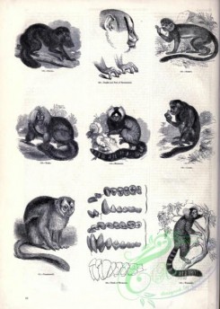 mammals_bw-01175 - 021-Couxio, Saimirii, Yarke, Marmozet, Couxio, Couroucouli
