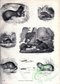 mammals_bw-01186 - 032-Mole Rat, Canada Sand-Rat, Beaver, Musquash, Mole-Rat