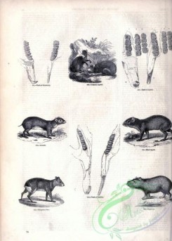 mammals_bw-01191 - 037-Common Agouti, Acouchi, Black Agouti, Patagonia Cavy, Capybara-