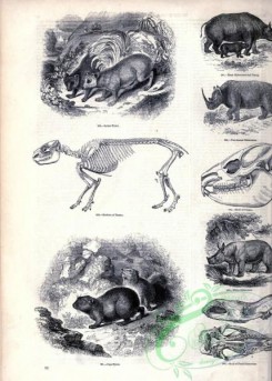 mammals_bw-01199 - 045Syrian Hyrax, Two-horned Rhinoceros, Cape Hyrax, White Rhinoceros