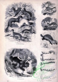 mammals_bw-01261 - 107-British Mustelidae, Pine-Marten, Beech-Marten, Glutton, Rein Deer