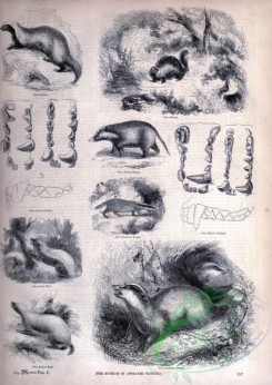 mammals_bw-01262 - 108-Indian Badger, Common Badger, Skunk, Grison, Indian Ratel, Cape Ratel