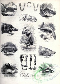 mammals_bw-01276 - 122-Rufous Coati, Raccoon, Cochin China Monkey, Skunk, Teledu, Ferret