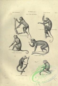mammals_bw-01408 - 003-Royal Monkey, Four-fingered Monkey, Horned Monkey, Squirred Monkey, Striated Monkey, Silkey Monkey