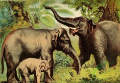 mammals_full_color-00013 - Asiatic Elephant