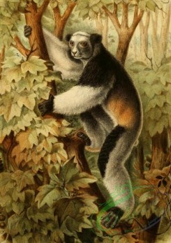mammals_full_color-00034 - indris brevicaudatus (L), 2
