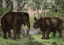 mammals_full_color-00093 - Indian Elephant, One-horned Rhinoceros