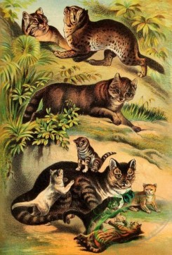 mammals_full_color-00142 - Chinese Cat, Malay Cat, Common Cat