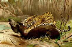 mammals_full_color-00178 - Jaguar