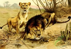 mammals_full_color-00179 - Lion