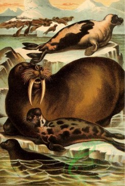 mammals_full_color-00330 - True Seal, Walrus, Crested Seal, Harp Seal