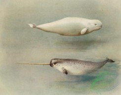 mammals_full_color-00347 - White Whale, Narwhal