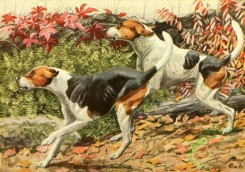 mammals_full_color-00374 - English Foxhound, American Foxhound