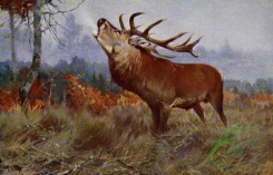 mammals_full_color-00485 - Red Deer