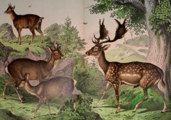 mammals_full_color-00566 - Fallow Deer, Roe Deer, Klippspringer