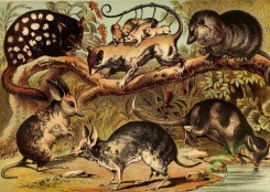 mammals_full_color-00621 - Dasyure, Chaeropus, Merian's Opossum, Bandicoot, Virginia Opossum, Yapock Opossum