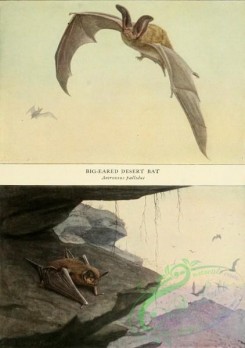 mammals_full_color-00680 - Big-Eared Desert Bat, Mexican Bat