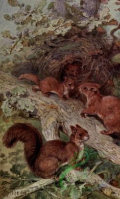 mammals_full_color-00702 - Common Squirrel, sciurus vulgaris