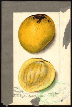 mango-00046 - 4489-Mangifera indica-Bombay Yellow [2684x4000]