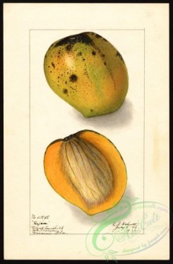 mango-00066 - 4518-Mangifera indica-Rajia [2629x4000]
