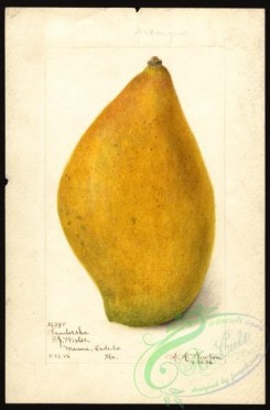 mango-00068 - 4520-Mangifera indica-Sandersha [2635x4000]