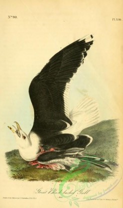 marine_birds-00401 - Great Black-backed Gull