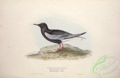 marine_birds-00482 - WHITE-WINGED TERN