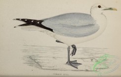 marine_birds-00595 - Common Gull