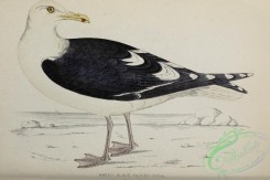 marine_birds-00600 - Great Black-backed Gull