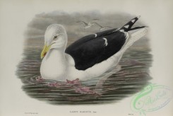 marine_birds-00885 - 578-Larus marinus, Great Black-backed Gull