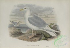 marine_birds-00888 - 581-Larus islandicus, Iceland Gull