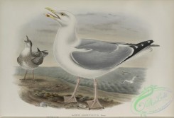 marine_birds-00889 - 582-Larus argentatus, Herring-Gull