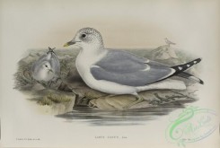 marine_birds-00890 - 583-Larus canus, Common Gull