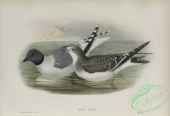 marine_birds-00896 - 590-Xema Sabini, Sabine's Gull