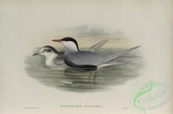 marine_birds-00906 - 600-Hydrochelidon leucopareia, Whiskered Tern